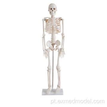 Modelo de esqueleto humano (85cm)
